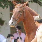fotocaballo