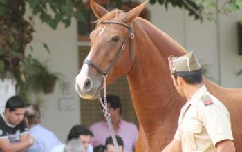 fotocaballo
